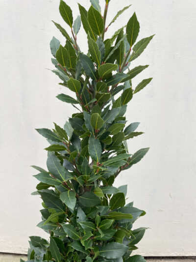 Laurus Nobilis Cone 100cm - Image 3