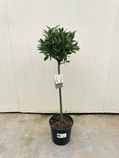 Laurus Nobilis 1/4 Stem