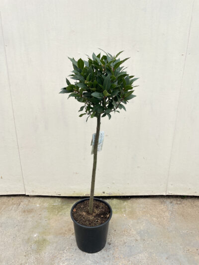 Laurus Nobilis 1/4 Stem - Image 2