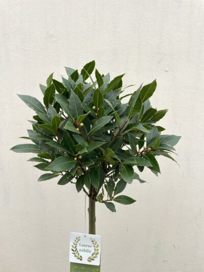 Laurus Nobilis 1/4 Stem - Image 3