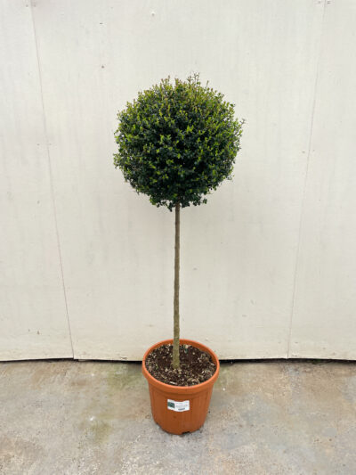 Ligustrum Jonandrum 1/2 Std Head