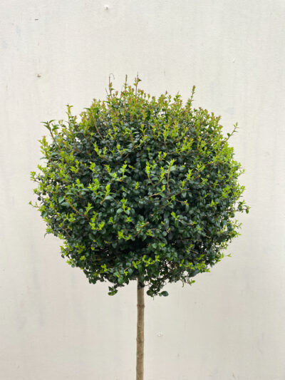 Ligustrum Jonandrum 1/2 Std Head - Image 3