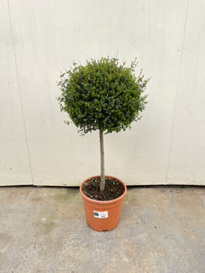 Ligustrum Jonandrum 1/4 Std