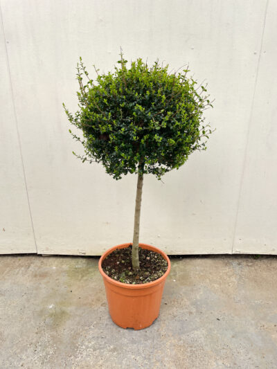 Ligustrum Jonandrum 1/4 Std - Image 2