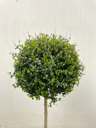 Ligustrum Jonandrum 1/4 Std - Image 3