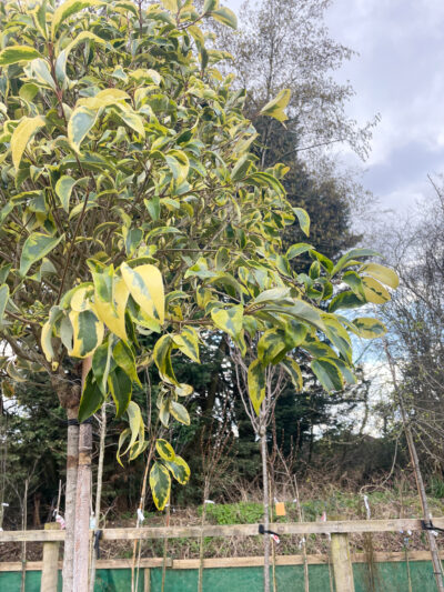 Ligustrum Excelsum Superbum Std - Image 3