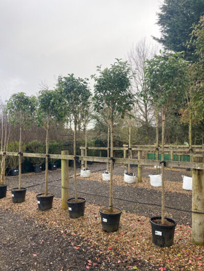 Ligustrum Japonicum 3/4 Std