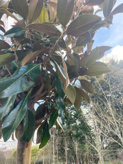 Magnolia Grand Gallissoniensis Std - Image 3