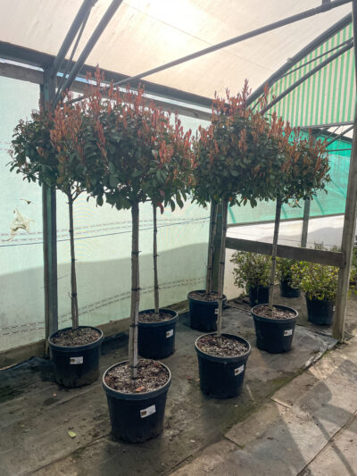 Photinia Red Robin 1/2 Std 45L - Image 2