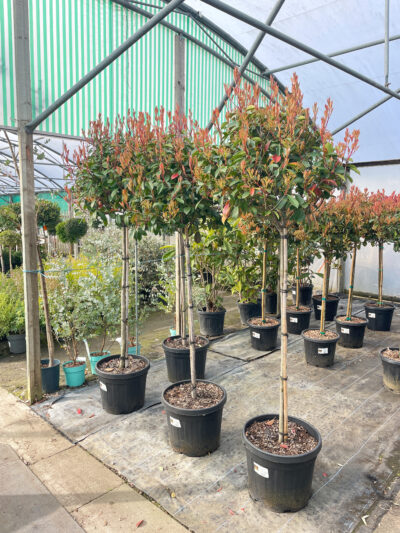 Photinia Red Robin 1/2 Std 45L