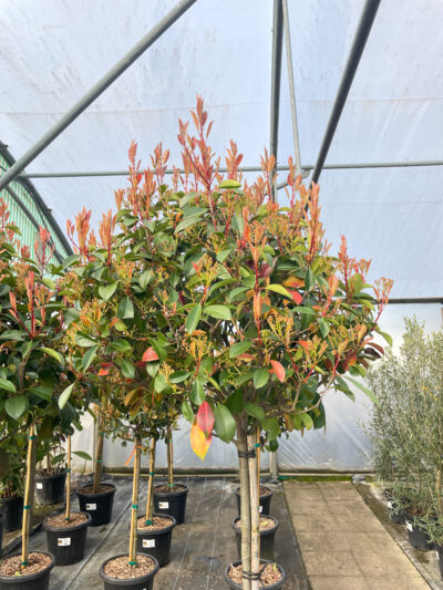 Photinia Red Robin 1/2 Std 45L - Image 3