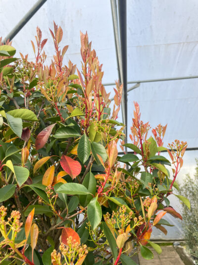 Photinia Red Robin 1/2 Std 45L - Image 4