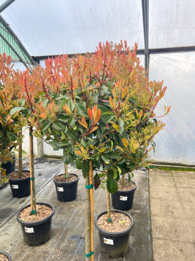 Photinia Red Robin 1/2 Std - Image 2