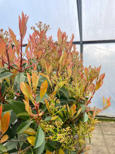 Photinia Red Robin 1/2 Std - Image 3