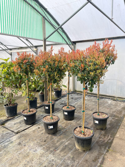 Photinia Red Robin 1/2 Std