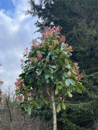 Photinia Red Robin Std - Image 2