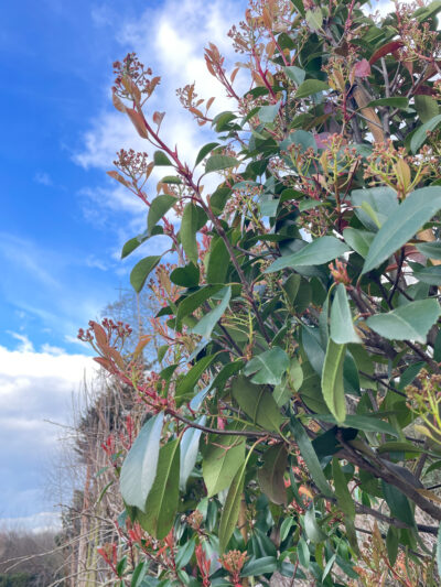 Photinia Red Robin Std - Image 3