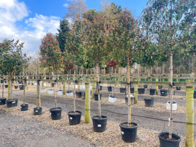 Photinia Red Robin Std