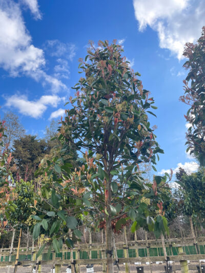 Photinia Red Robin Std - Image 2