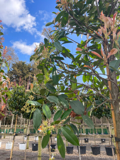 Photinia Red Robin Std - Image 3