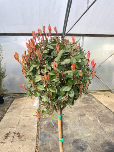 Photinia Variegata 1/2 Std - Image 2