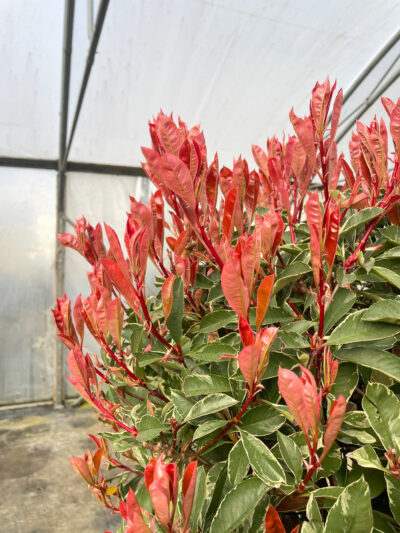 Photinia Variegata 1/2 Std - Image 3