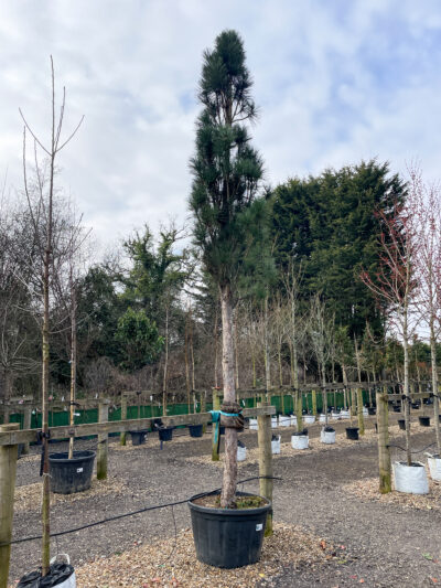 Pinus nigra Fastiagata 35-40cm