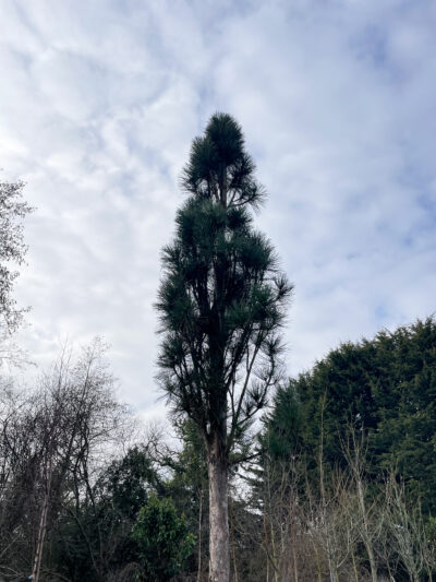 Pinus nigra Fastiagata 35-40cm - Image 2