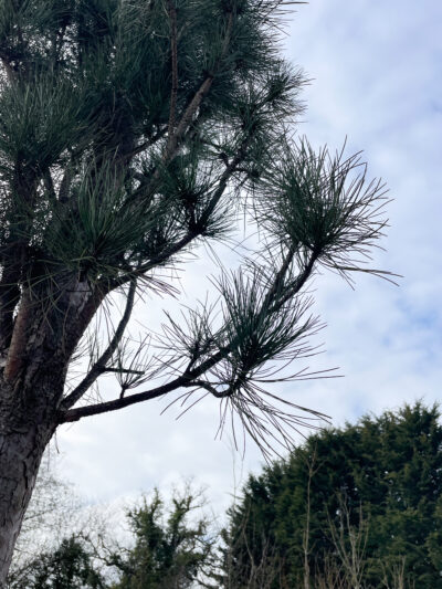 Pinus nigra Fastiagata 35-40cm - Image 3